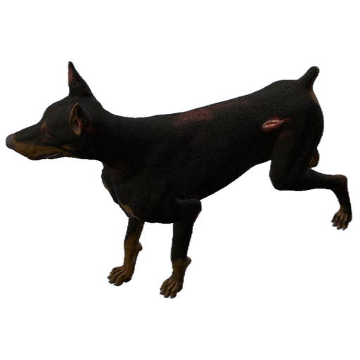 Dobermann