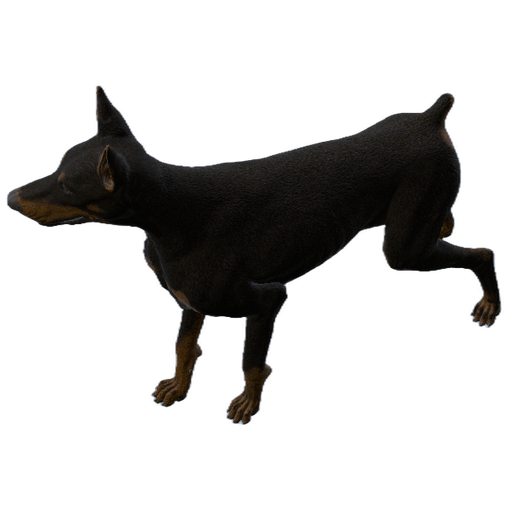 Dobermann